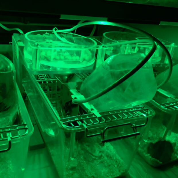 Dual Mouse Feeder with Pellet Detector